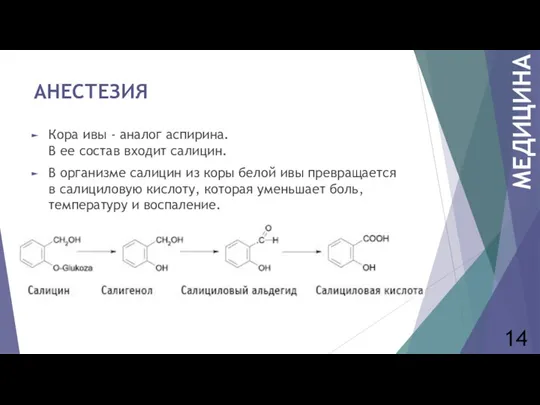 АНЕСТЕЗИЯ Кора ивы - аналог аспирина. В ее состав входит