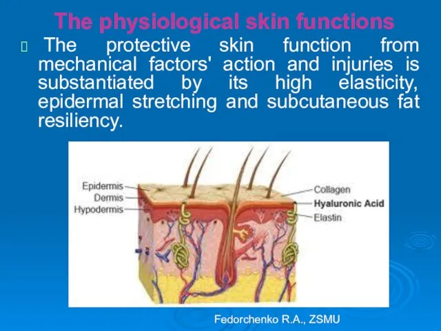 The physiological skin functions The protective skin function from mechanical