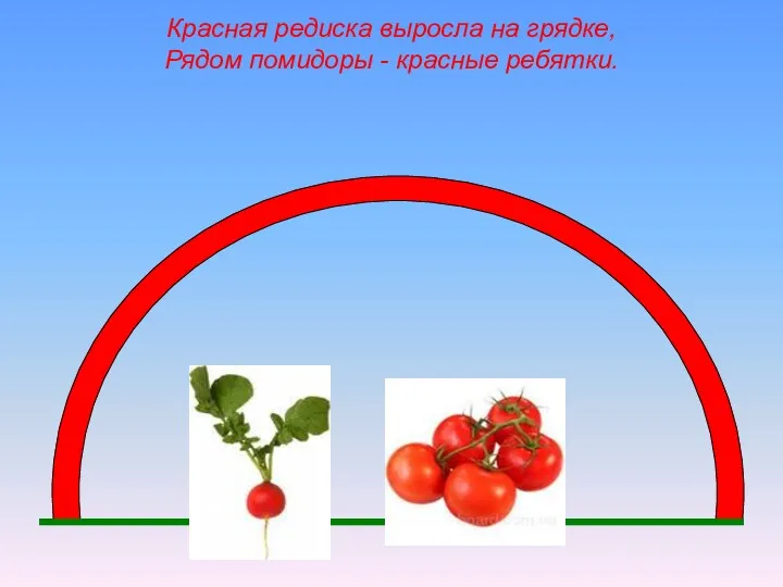 Красная редиска выросла на грядке, Рядом помидоры - красные ребятки.