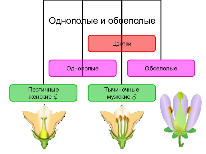 Однополые и обоеполые