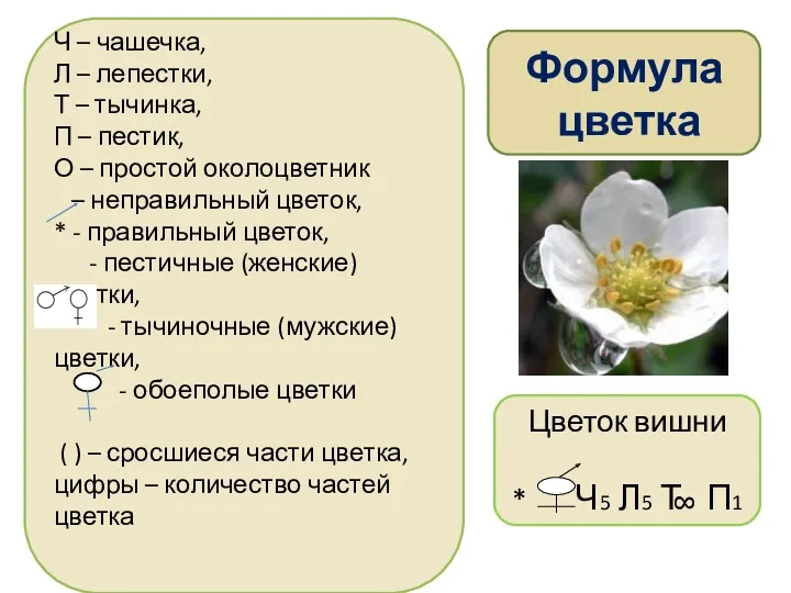 Ч – чашечка, Л – лепестки, Т – тычинка, П