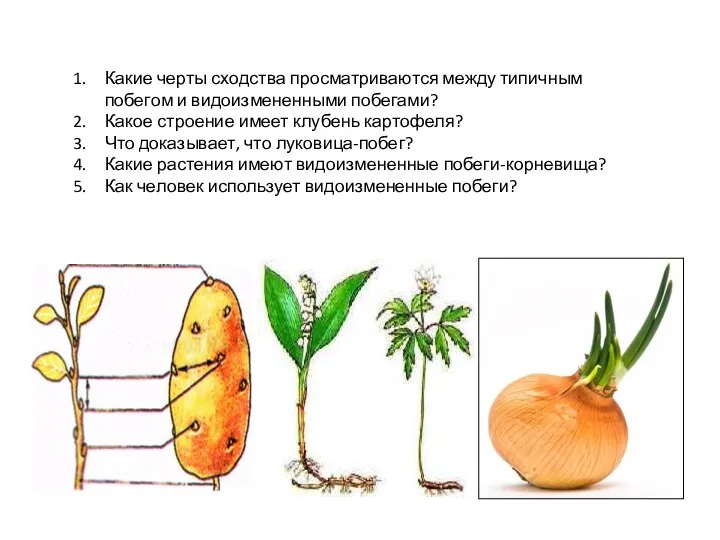 Какие черты сходства просматриваются между типичным побегом и видоизмененными побегами?