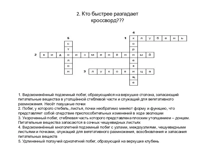 1. Видоизменённый подземный побег, образующийся на верхушке столона, запасающий питательные