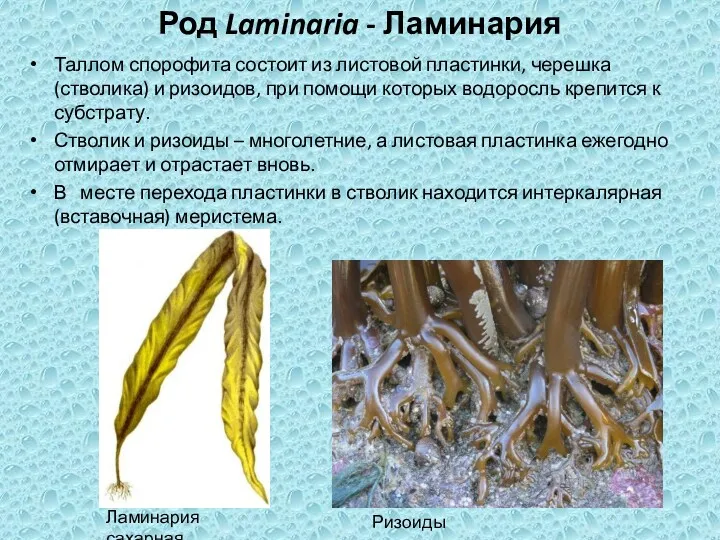 Род Laminaria - Ламинария Таллом спорофита состоит из листовой пластинки,