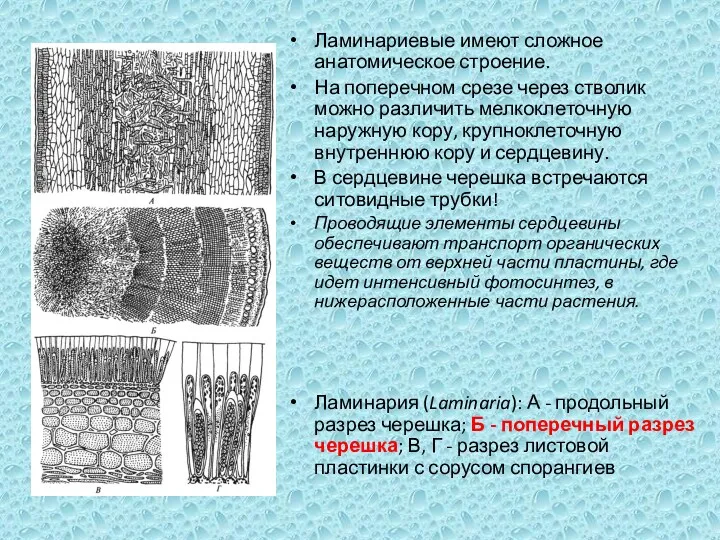 Ламинариевые имеют сложное анатомическое строение. На поперечном срезе через стволик