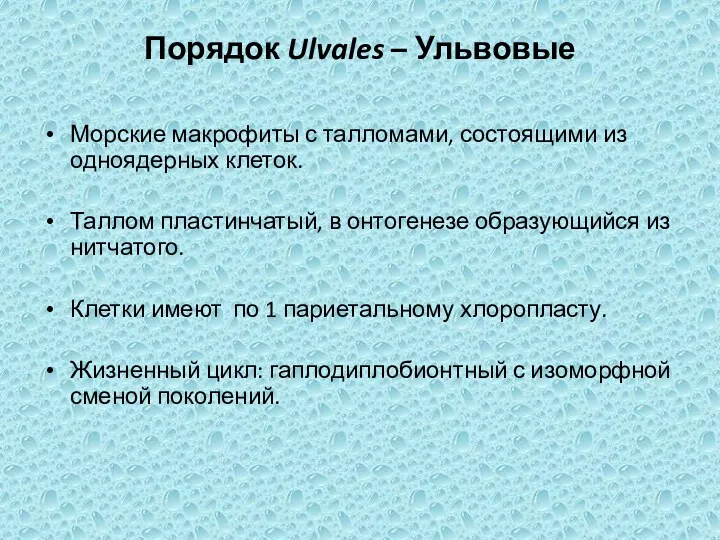 Порядок Ulvales – Ульвовые Морские макрофиты с талломами, состоящими из