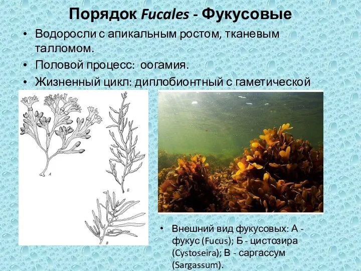 Порядок Fucales - Фукусовые Водоросли с апикальным ростом, тканевым талломом.