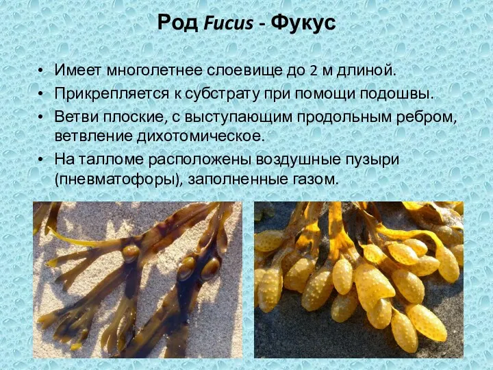 Род Fucus - Фукус Имеет многолетнее слоевище до 2 м