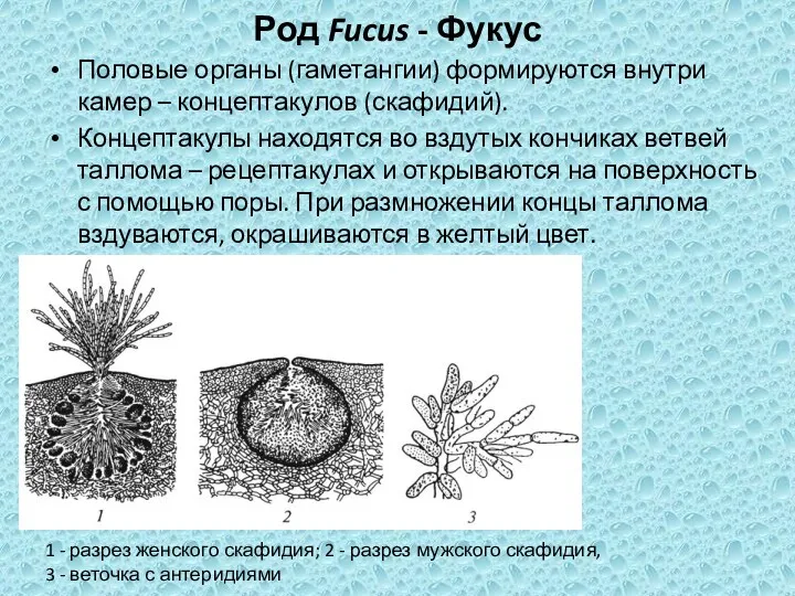 Род Fucus - Фукус Половые органы (гаметангии) формируются внутри камер