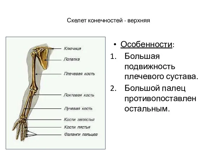 Скелет конечностей - верхняя Особенности: Большая подвижность плечевого сустава. Большой палец противопоставлен остальным.