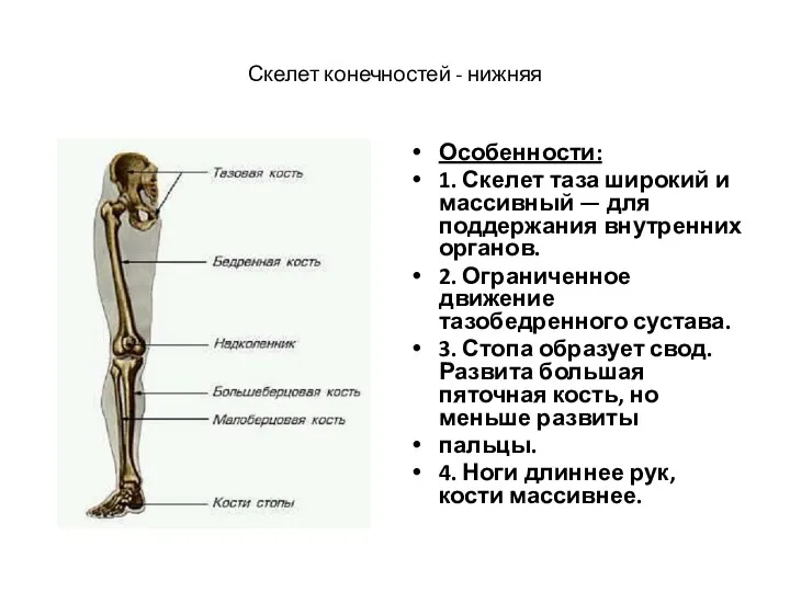 Скелет конечностей - нижняя Особенности: 1. Скелет таза широкий и массивный — для