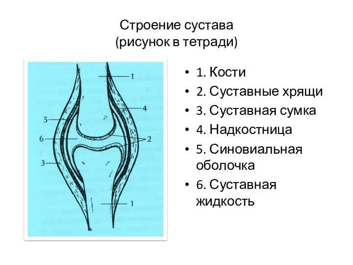 Строение сустава (рисунок в тетради) 1. Кости 2. Суставные хрящи
