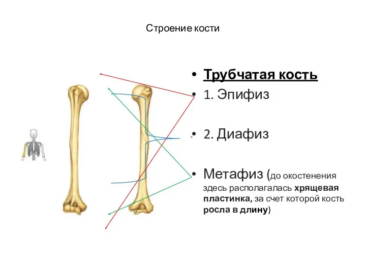 Строение кости Трубчатая кость 1. Эпифиз 2. Диафиз Метафиз (до окостенения здесь располагалась