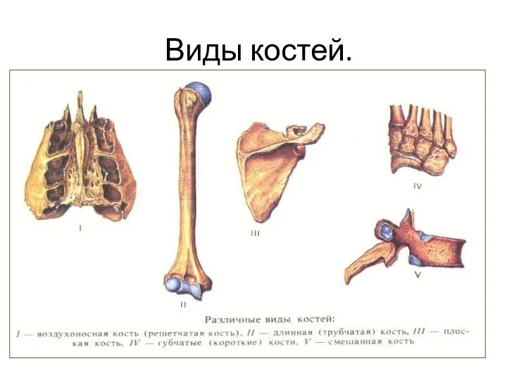 Виды костей.