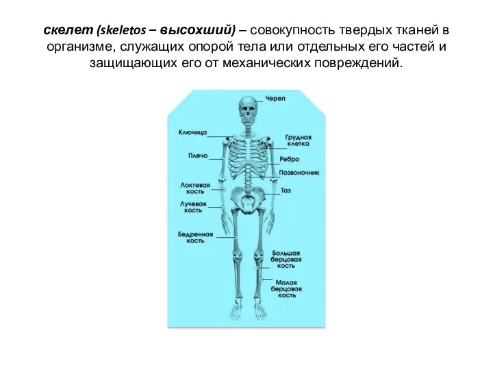 скелет (skeletos – высохший) – совокупность твердых тканей в организме, служащих опорой тела
