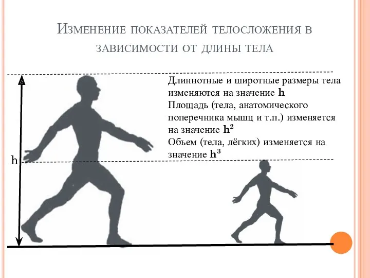 Изменение показателей телосложения в зависимости от длины тела h Длиннотные