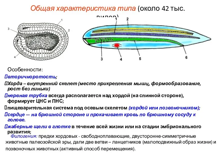 Общая характеристика типа (около 42 тыс. видов) Особенности: вторичноротость; Хорда