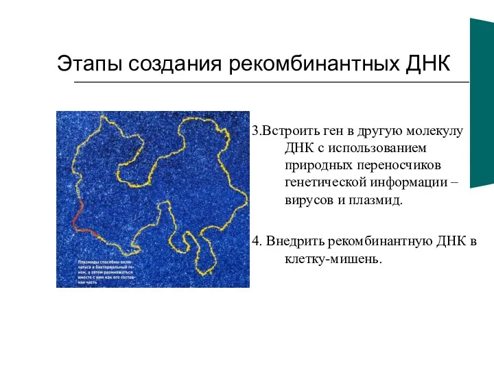 Этапы создания рекомбинантных ДНК 3.Встроить ген в другую молекулу ДНК