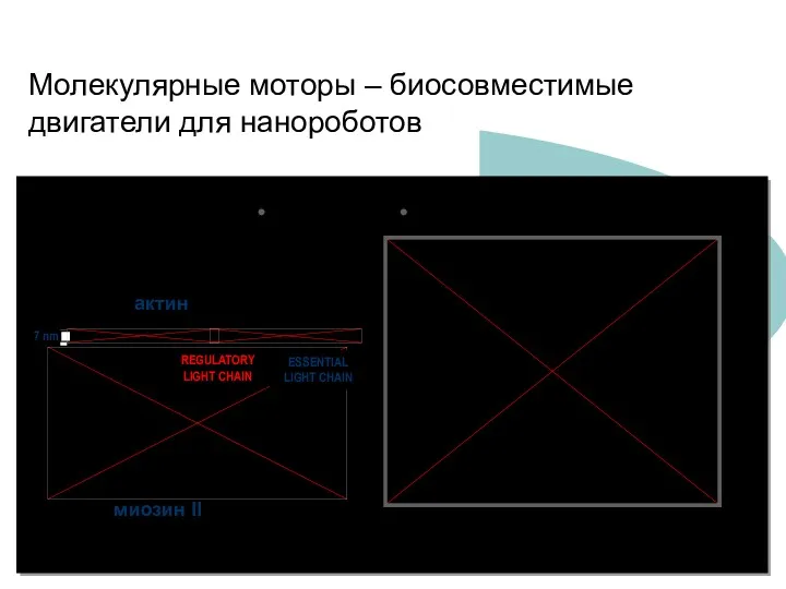 Молекулярные моторы – биосовместимые двигатели для нанороботов миозины кинезины динеины