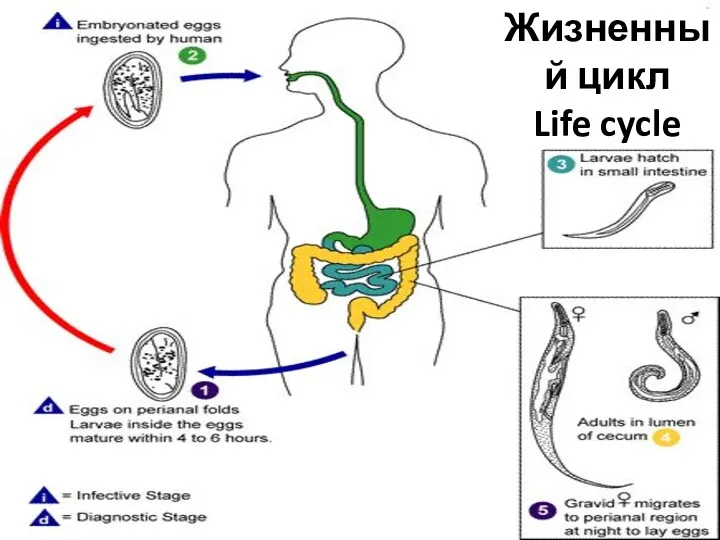 Жизненный цикл Life cycle