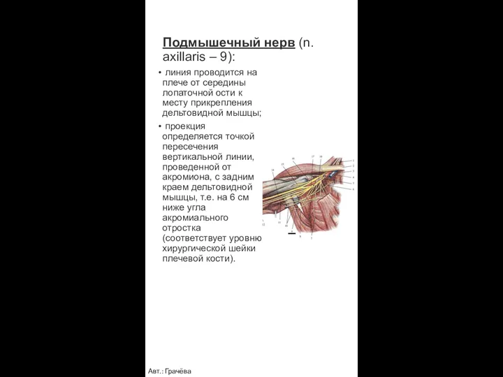 Подмышечный нерв (n. axillaris – 9): линия проводится на плече