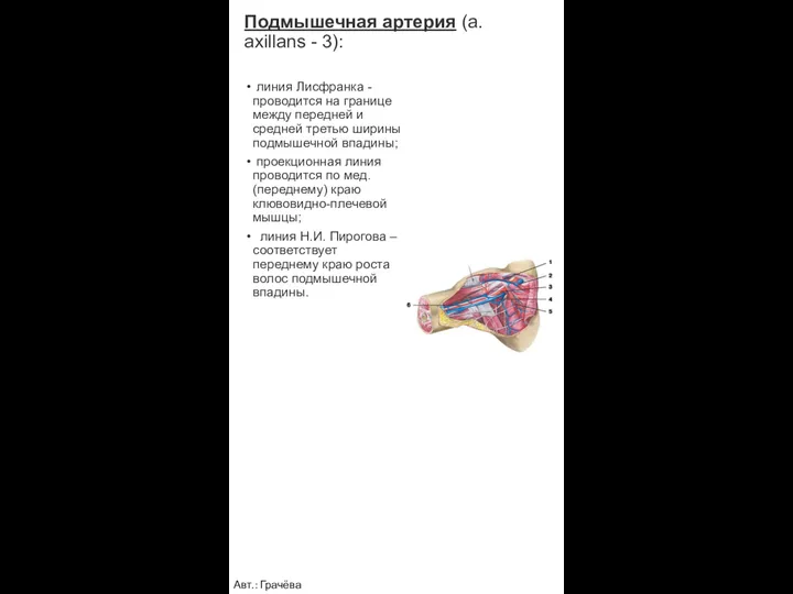 Подмышечная артерия (a. axillans - 3): линия Лисфранка - проводится