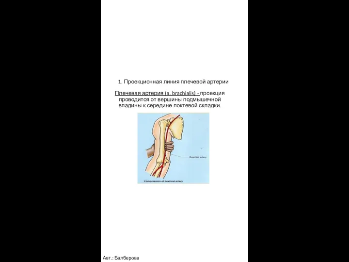 1. Проекционная линия плечевой артерии Плечевая артерия (a. brachialis) -