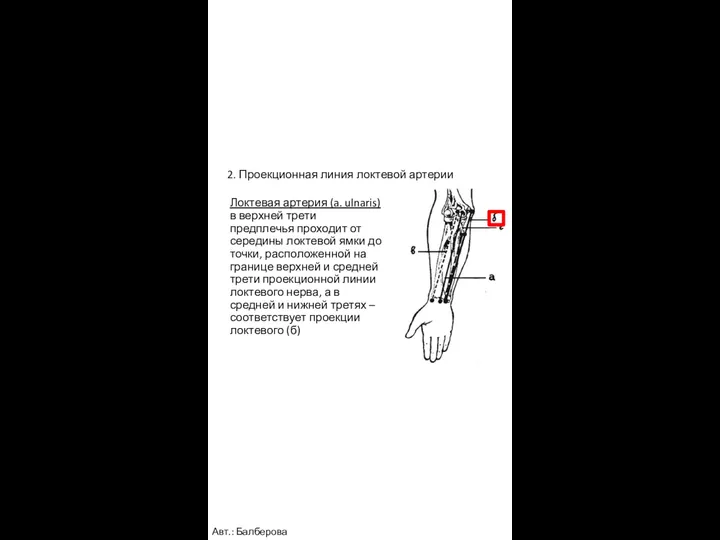 2. Проекционная линия локтевой артерии Локтевая артерия (a. ulnaris) в