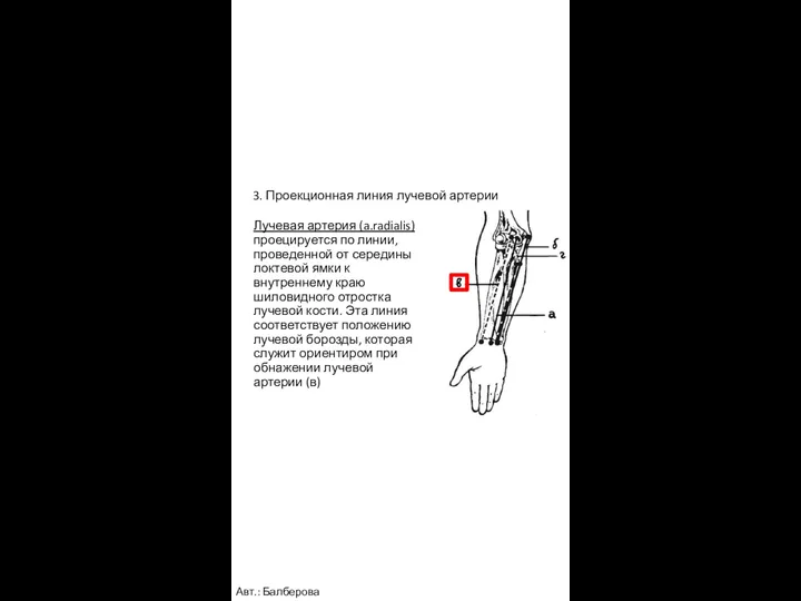 3. Проекционная линия лучевой артерии Лучевая артерия (a.radialis) проецируется по