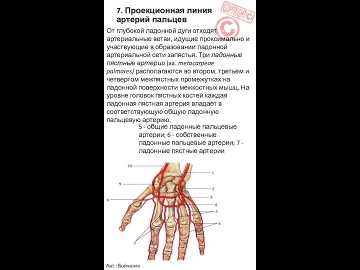7. Проекционная линия артерий пальцев 5 - общие ладонные пальцевые
