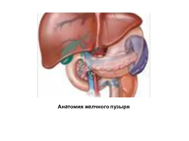 Анатомия желчного пузыря