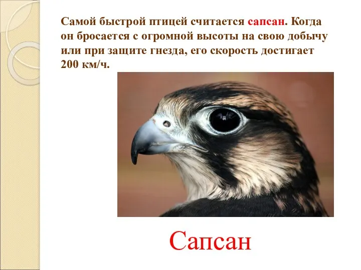 Самой быстрой птицей считается сапсан. Когда он бросается с огромной