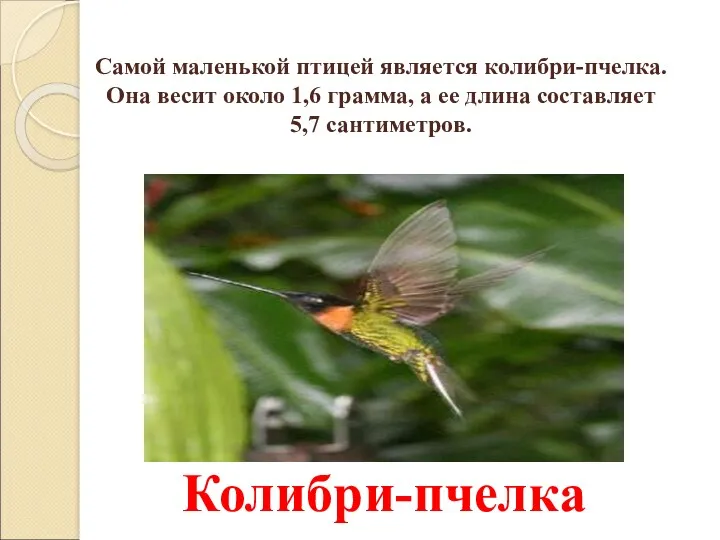 Самой маленькой птицей является колибри-пчелка. Она весит около 1,6 грамма,