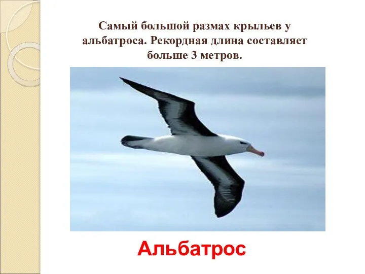 Самый большой размах крыльев у альбатроса. Рекордная длина составляет больше 3 метров. Альбатрос