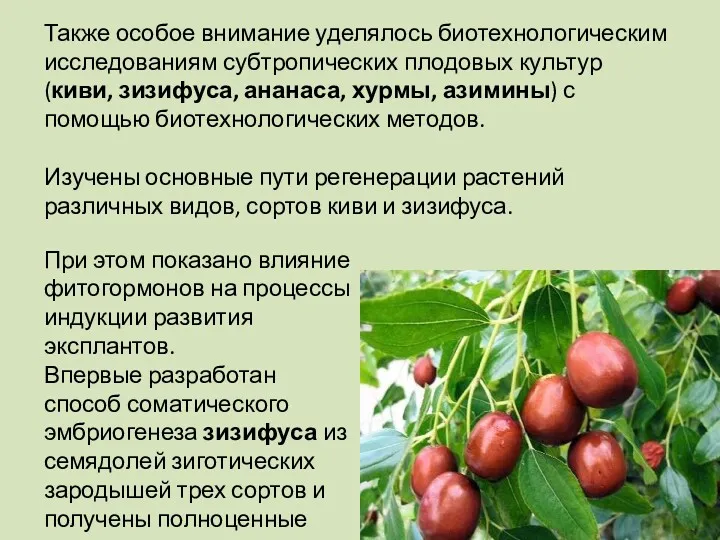 Также особое внимание уделялось биотехнологическим исследованиям субтропических плодовых культур (киви,
