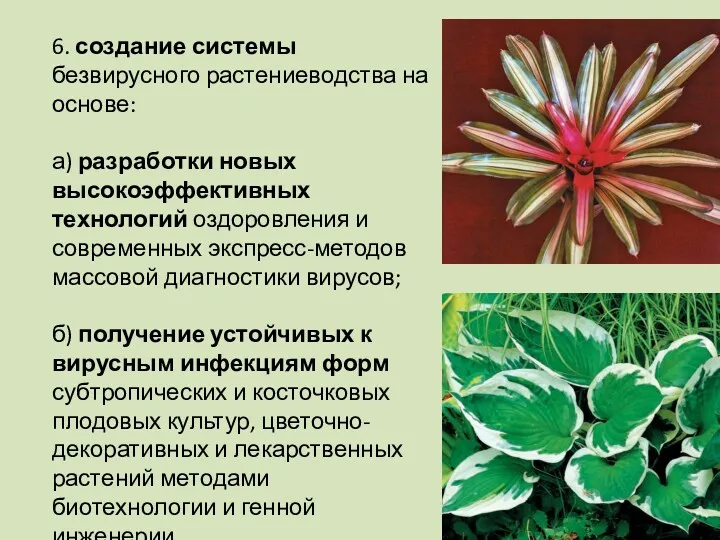 6. создание системы безвирусного растениеводства на основе: а) разработки новых