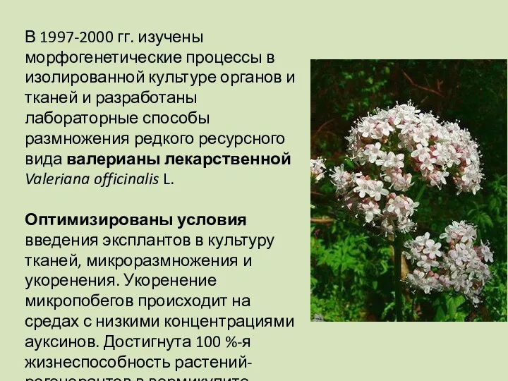 В 1997-2000 гг. изучены морфогенетические процессы в изолированной культуре органов