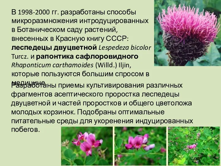 В 1998-2000 гг. разработаны способы микроразмножения интродуцированных в Ботаническом саду