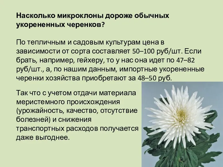 Насколько микроклоны дороже обычных укорененных черенков? По тепличным и садовым