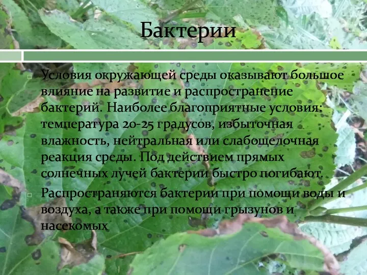 Бактерии Условия окружающей среды оказывают большое влияние на развитие и