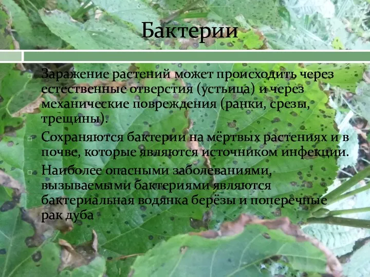 Бактерии Заражение растений может происходить через естественные отверстия (устьица) и