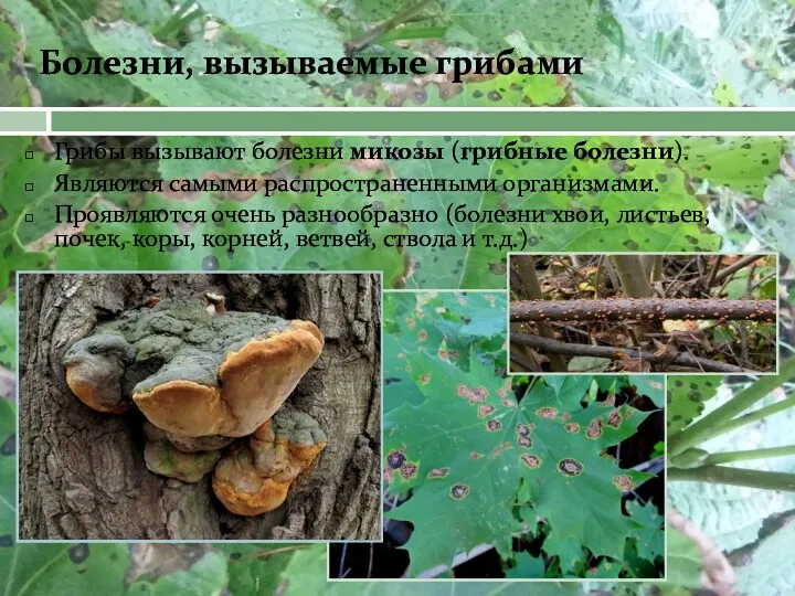 Болезни, вызываемые грибами Грибы вызывают болезни микозы (грибные болезни). Являются
