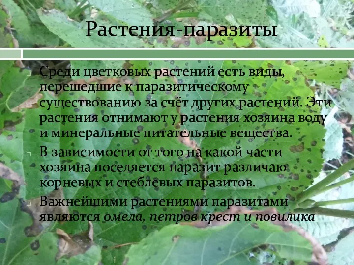 Растения-паразиты Среди цветковых растений есть виды, перешедшие к паразитическому существованию