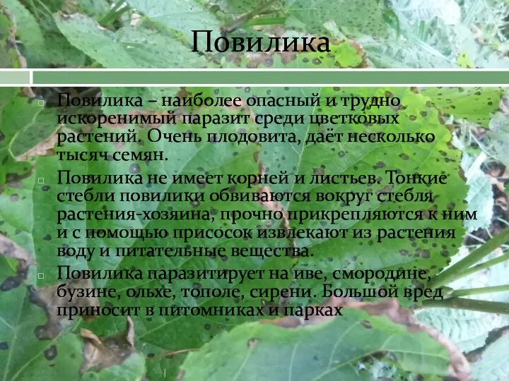 Повилика Повилика – наиболее опасный и трудно искоренимый паразит среди