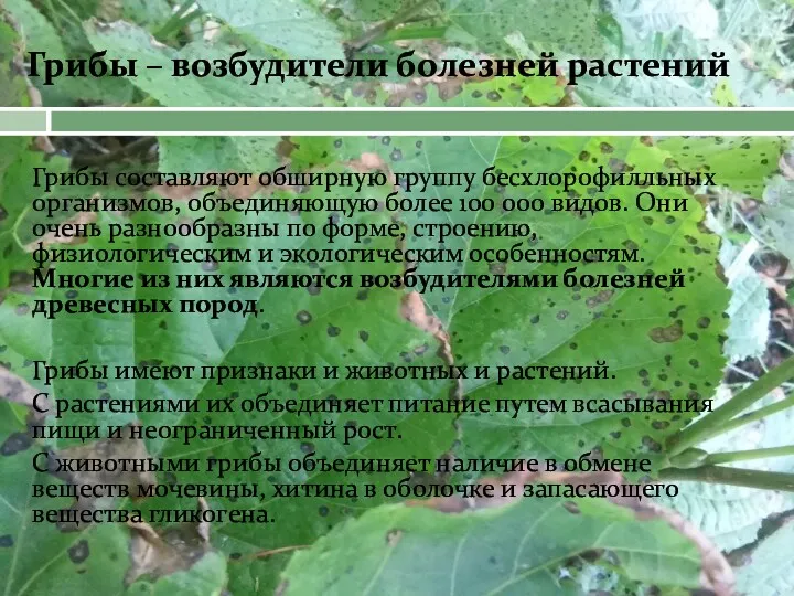 Грибы – возбудители болезней растений Грибы составляют обширную группу бесхлорофилльных