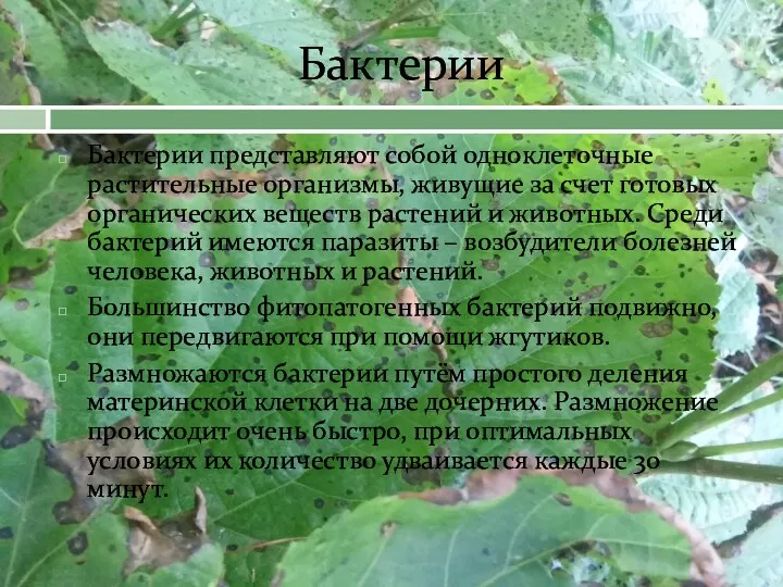 Бактерии Бактерии представляют собой одноклеточные растительные организмы, живущие за счет