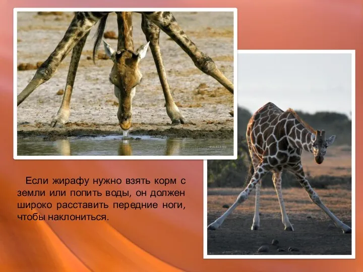 Если жирафу нужно взять корм с земли или попить воды, он должен широко