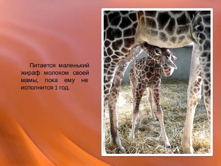 Питается маленький жираф молоком своей мамы, пока ему не исполнится 1 год.