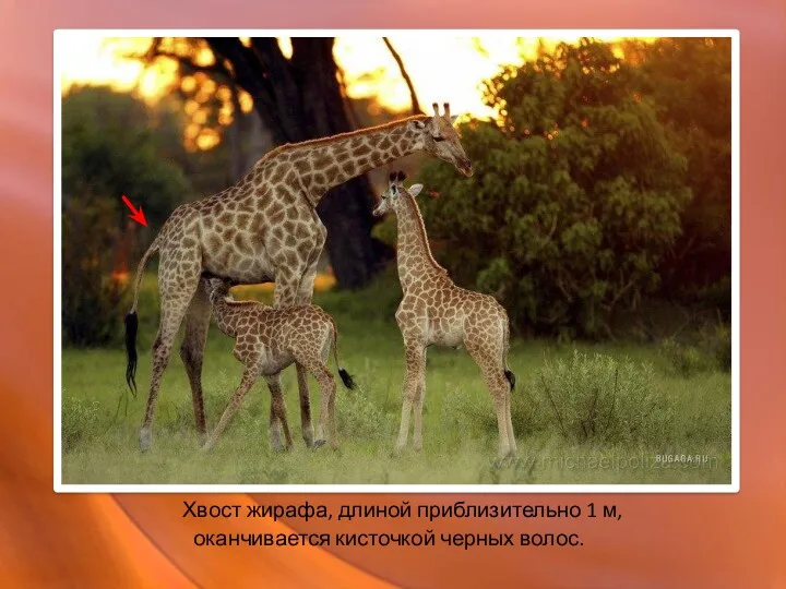 Хвост жирафа, длиной приблизительно 1 м, оканчивается кисточкой черных волос.