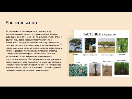 Растительность Растительность саванн приспособлена к сухому континентальному климату и к